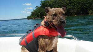 11698555_10204516643378568_2195746507257429089_n